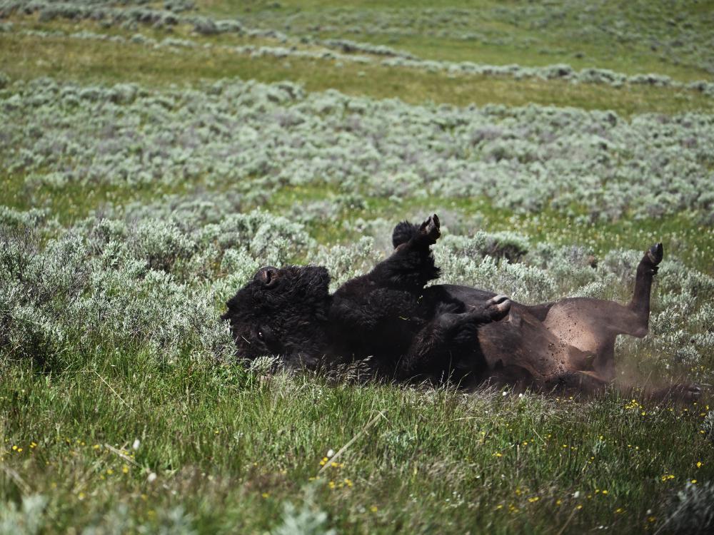 yellowstone-bison-0705.jpg