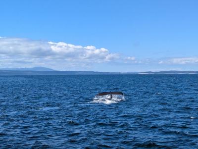 whale-watching-0915.jpg